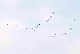 包含桑普多利亚锐不可挡:大雁南飞终一战成名的词条 包含桑普多利亚锐不可挡:大雁南飞终一战成名的词条