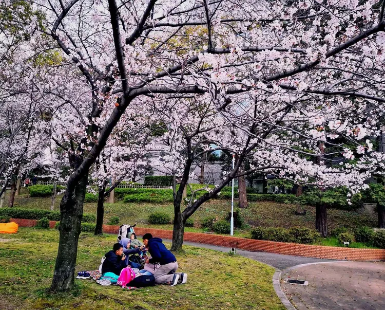 包含大阪樱花继续前行,争取更高荣誉的词条 包含大阪樱花继续前行,争取更高荣誉的词条